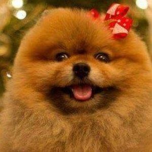 Meet your Posher, Penny